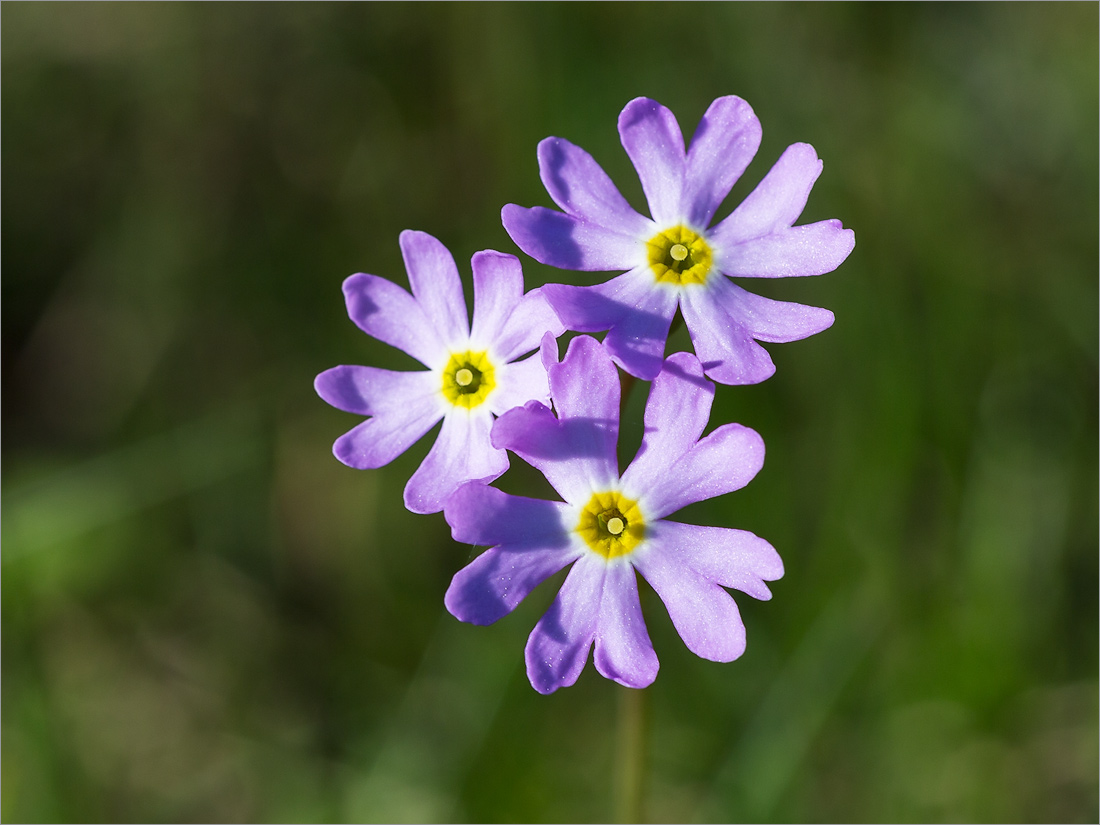 Изображение особи Primula finmarchica.