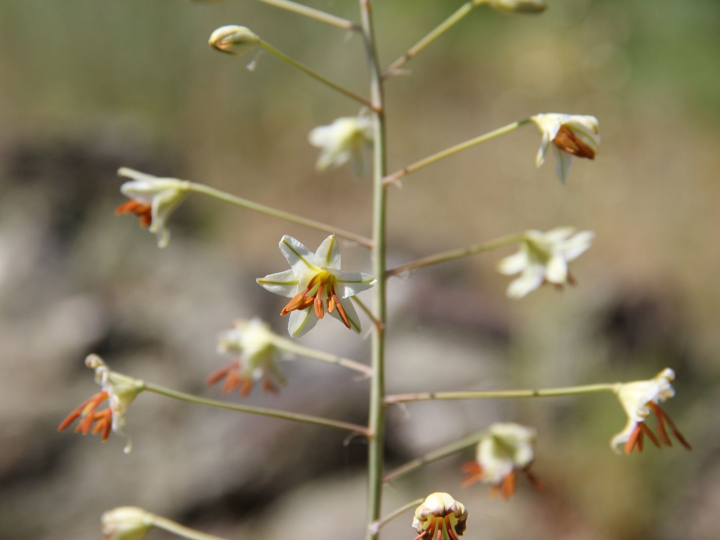 Image of Eremurus soogdianus specimen.