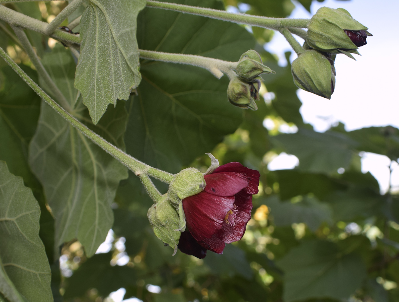 Изображение особи Phymosia umbellata.