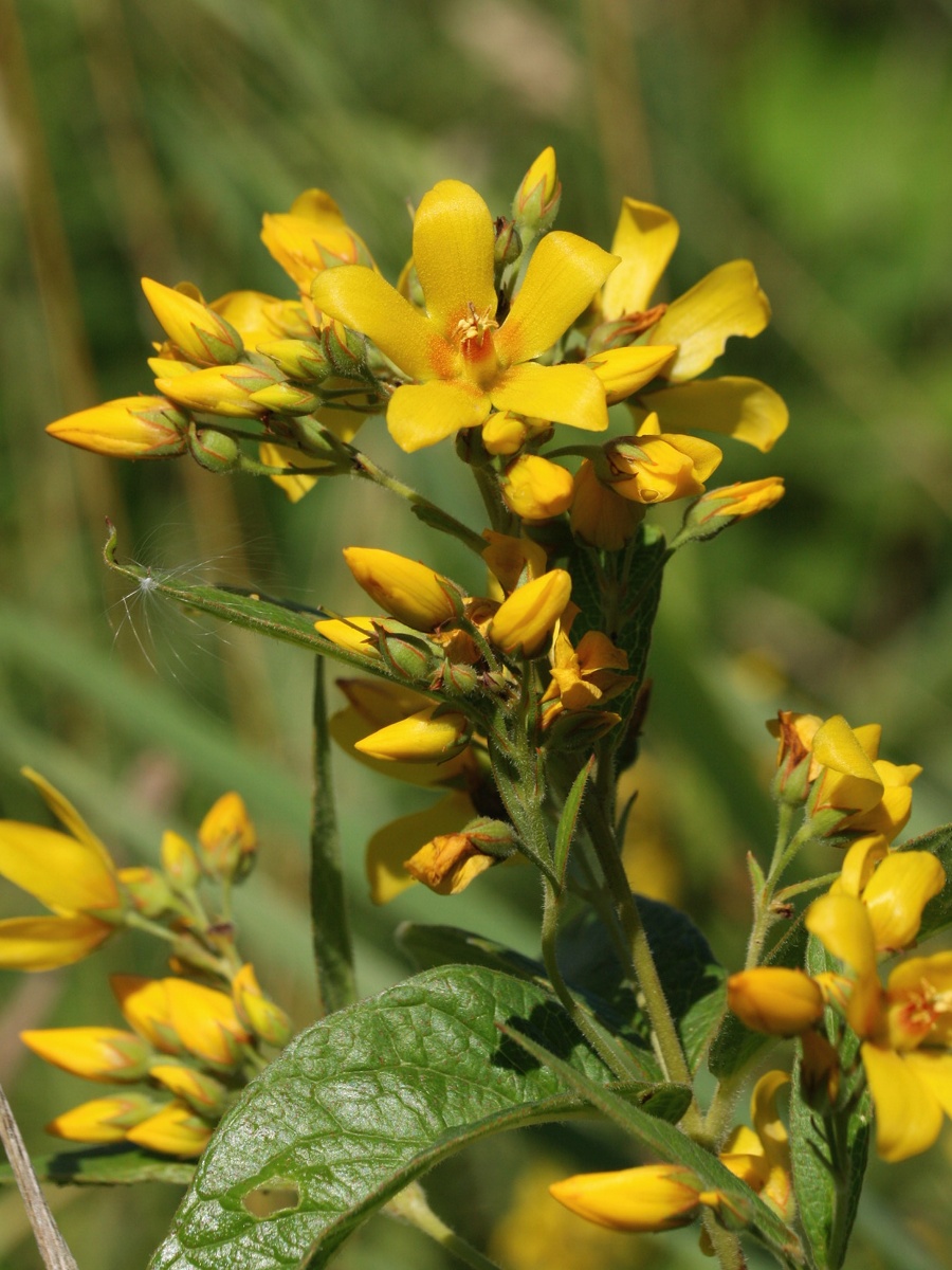 Изображение особи Lysimachia vulgaris.