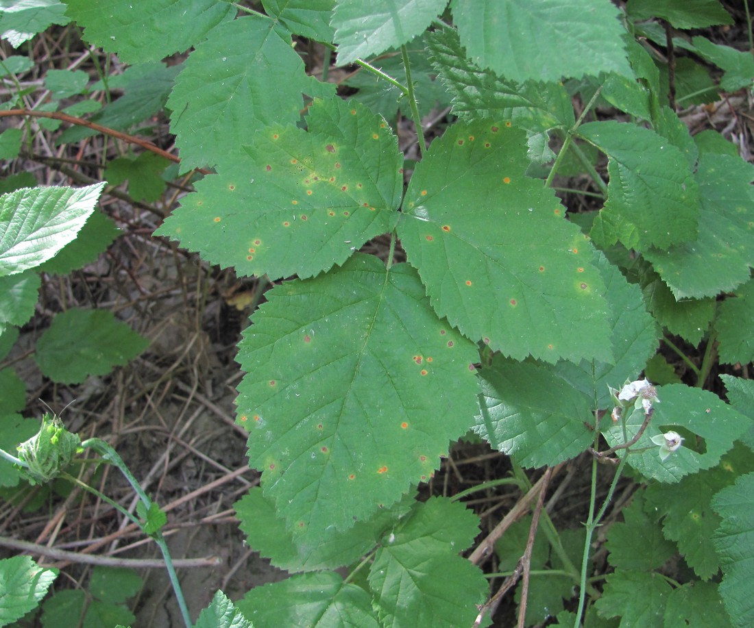 Image of Rubus caesius specimen.