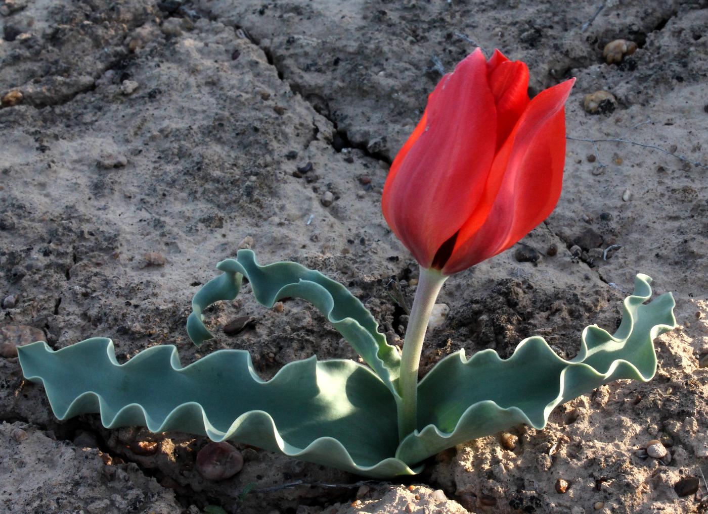 Image of Tulipa alberti specimen.