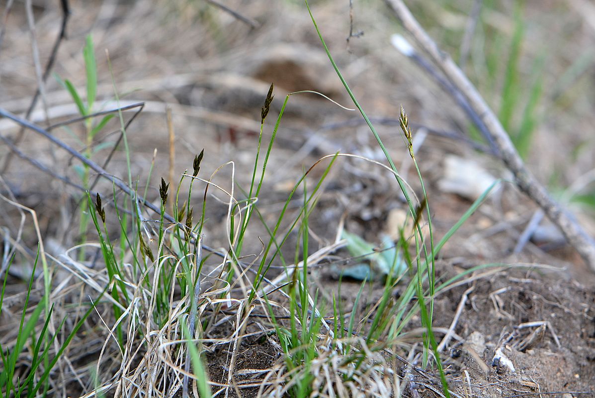 Image of Carex praecox specimen.