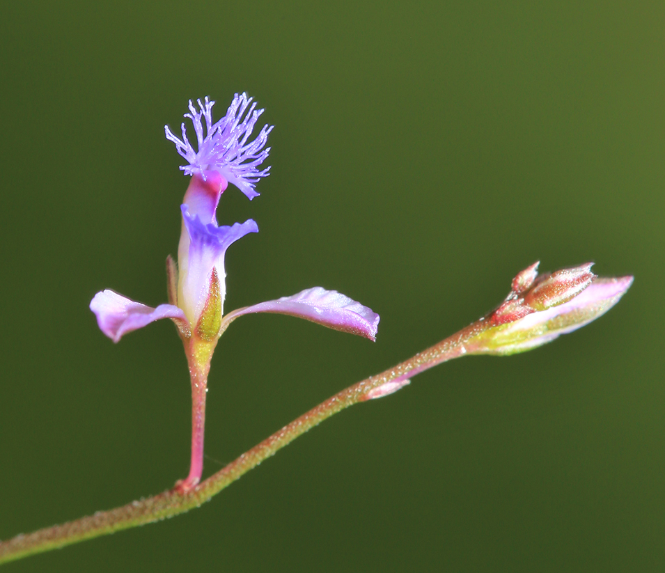 Изображение особи Polygala tenuifolia.