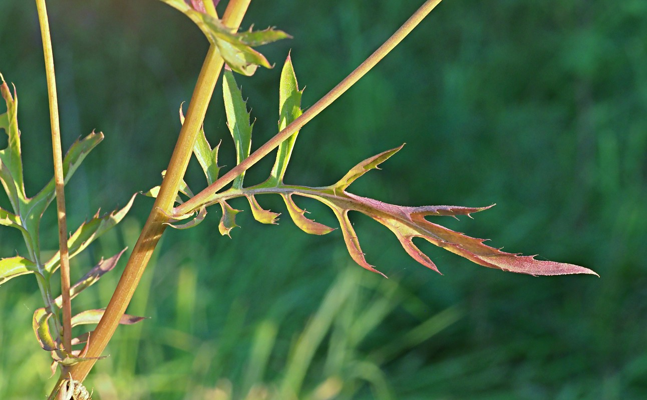 Image of Serratula coronata specimen.