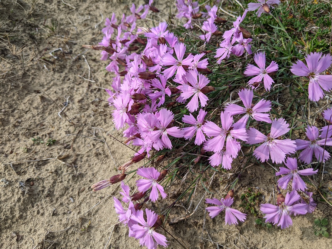 Image of Dianthus repens specimen.