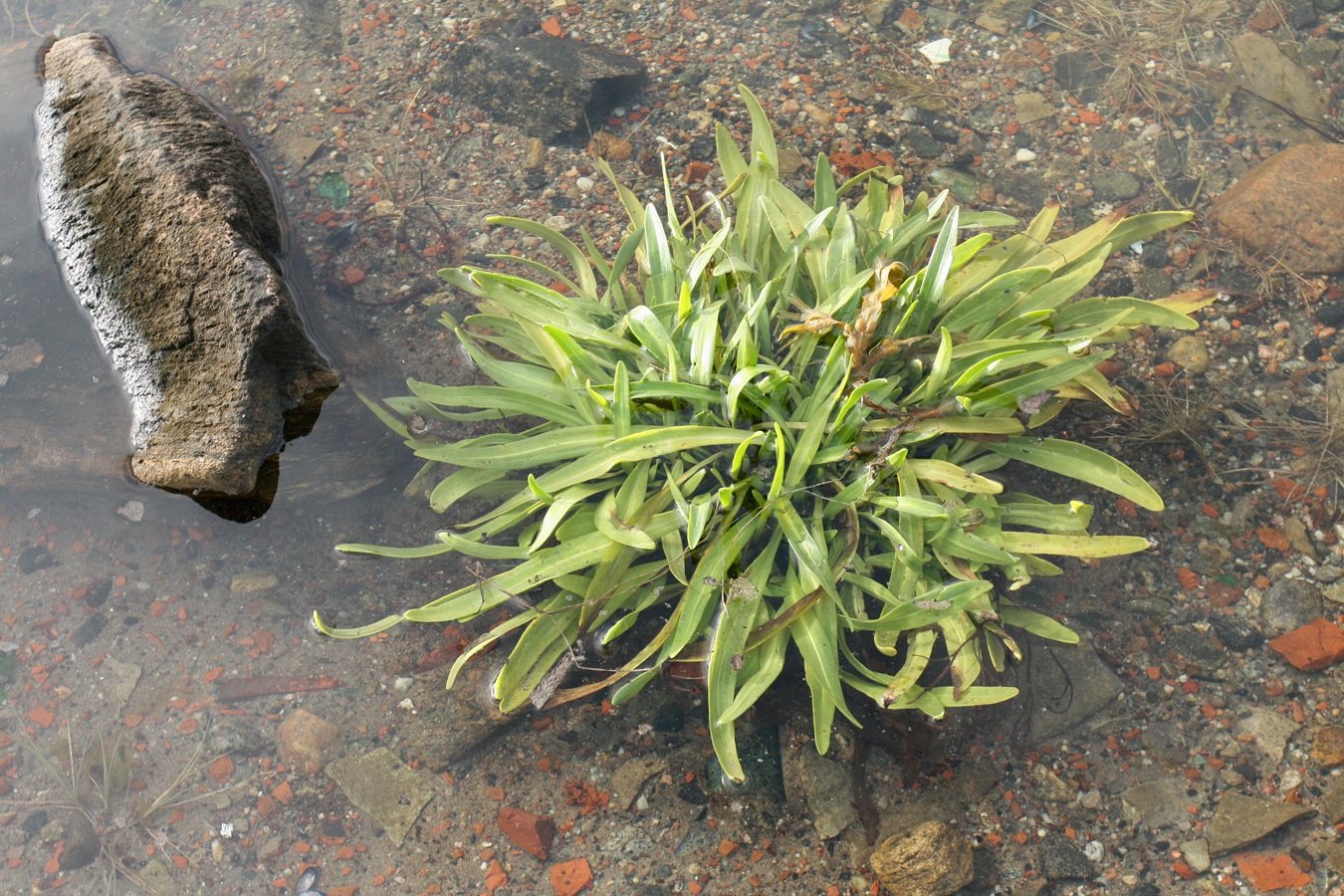 Image of Tripolium pannonicum ssp. tripolium specimen.