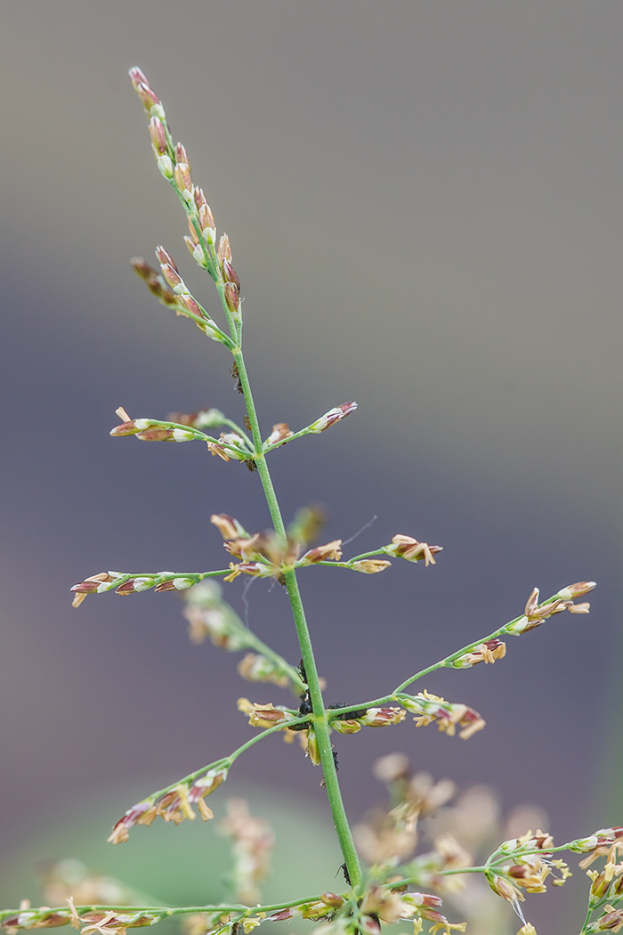 Image of Catabrosa aquatica specimen.