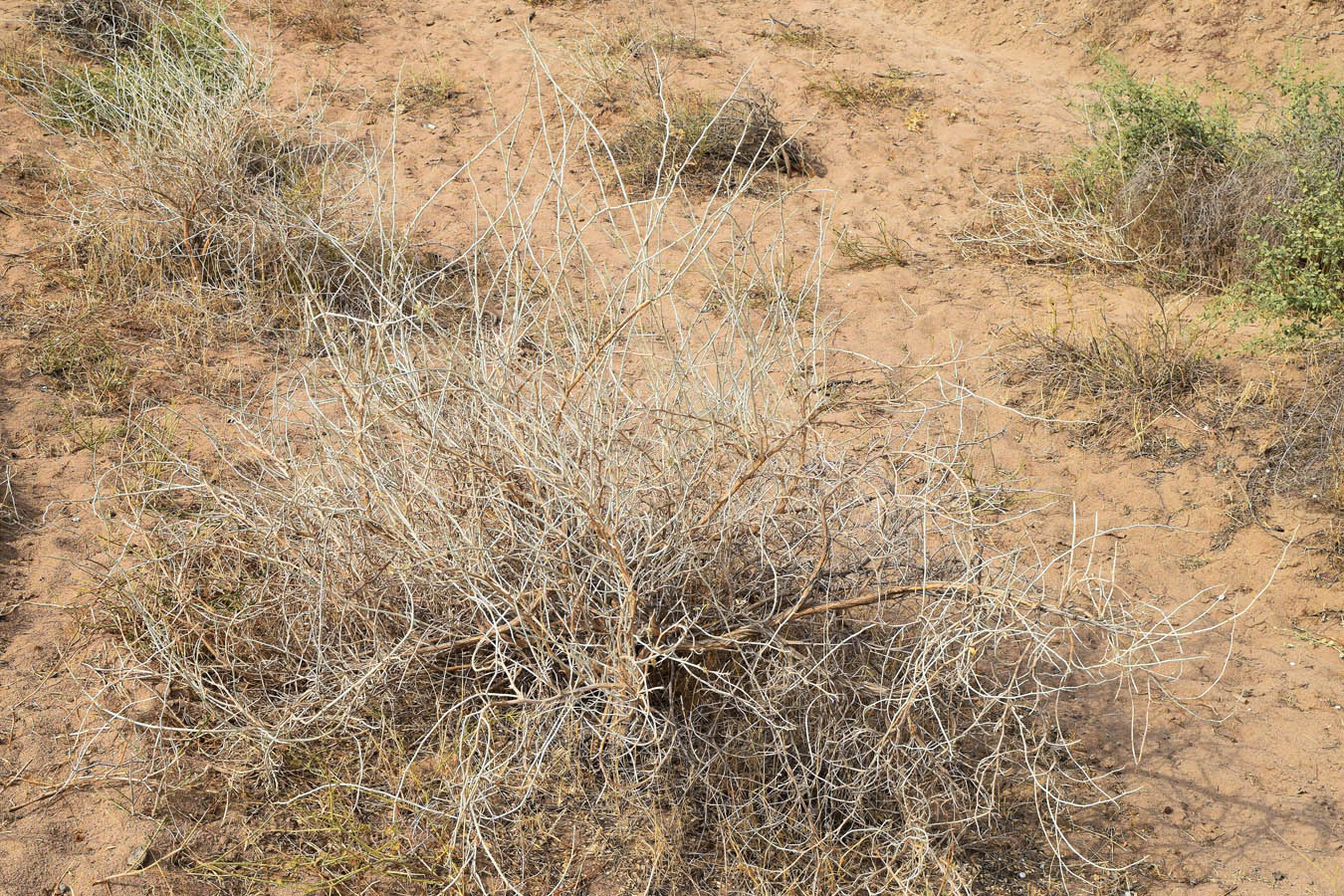 Изображение особи Astragalus chodshenticus.