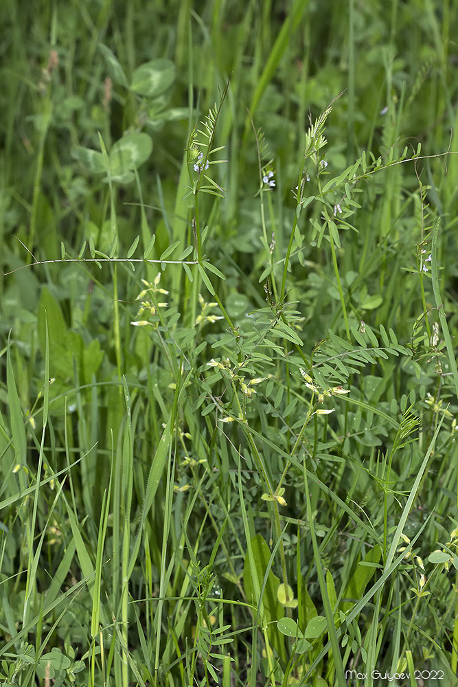 Изображение особи Vicia loiseleurii.