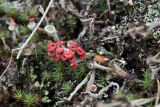 Cladonia coccifera