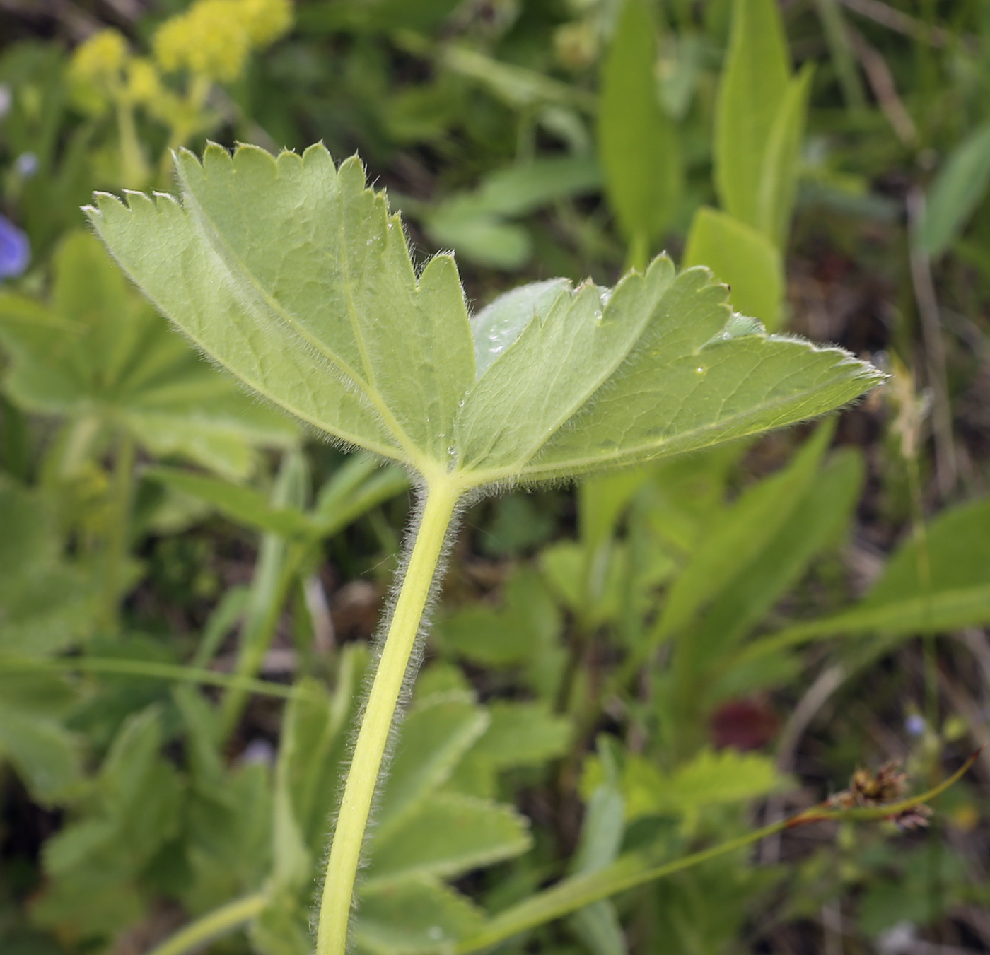 Image of genus Alchemilla specimen.