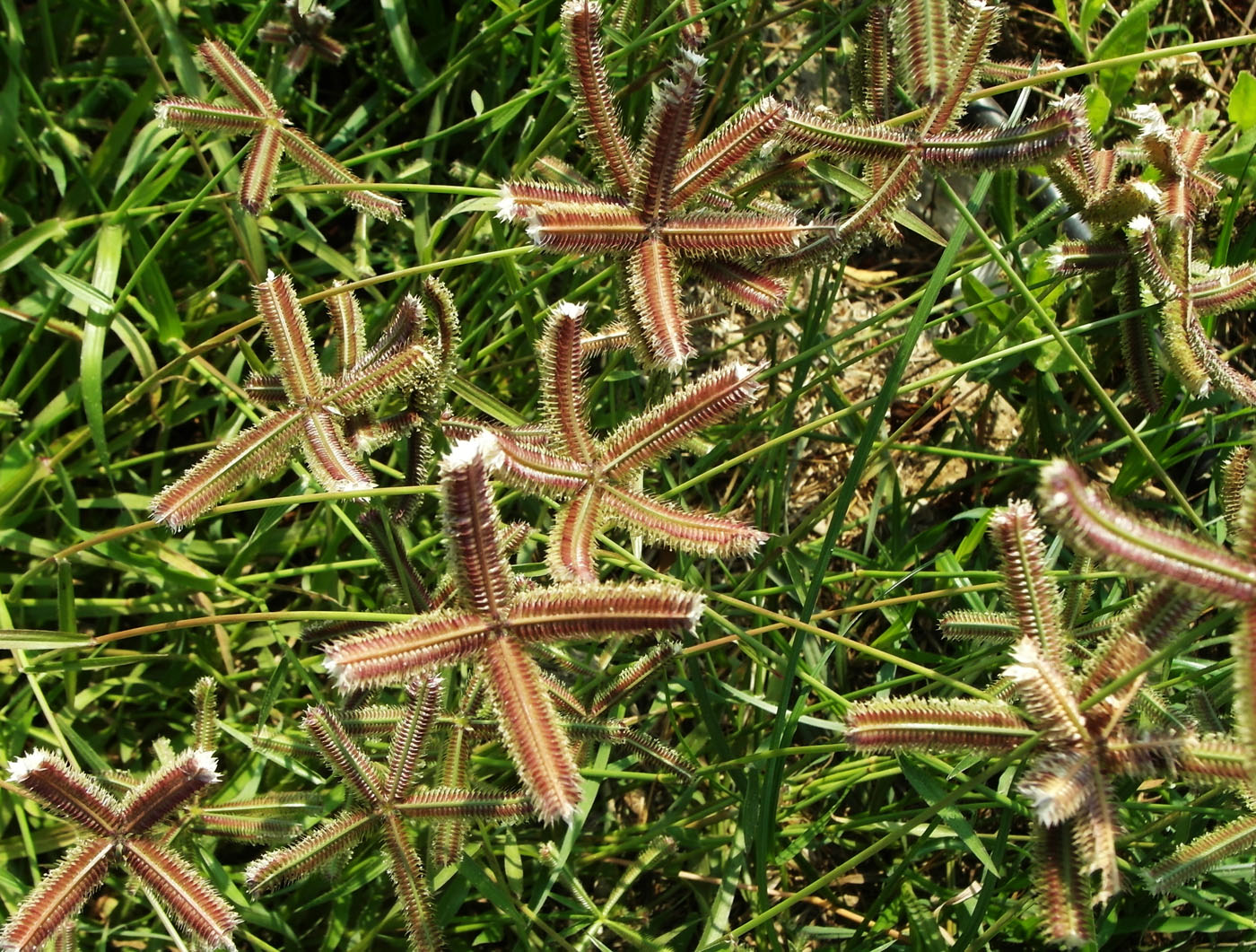 Изображение особи Dactyloctenium aegyptium.