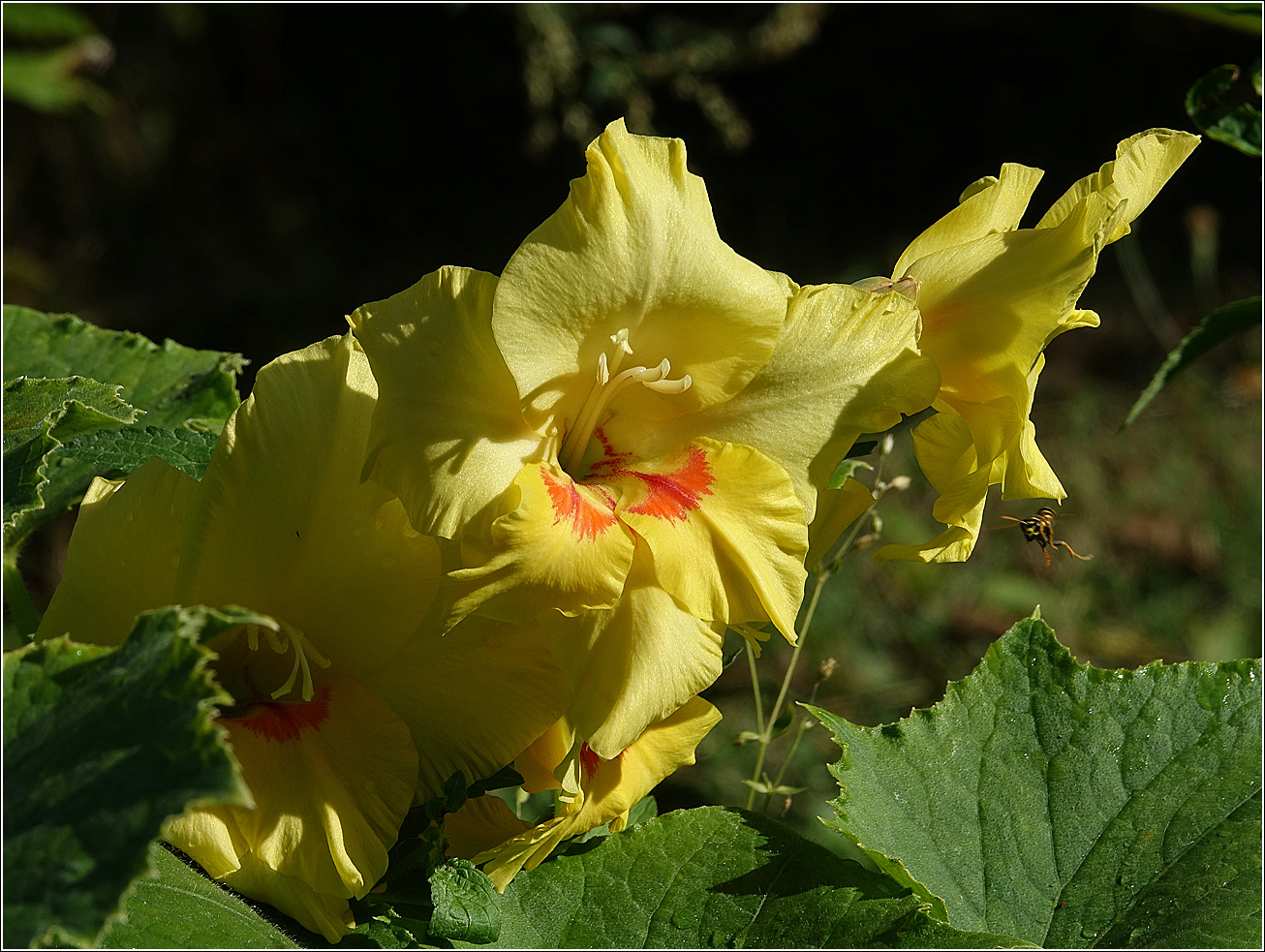 Image of Gladiolus &times; gandavensis specimen.