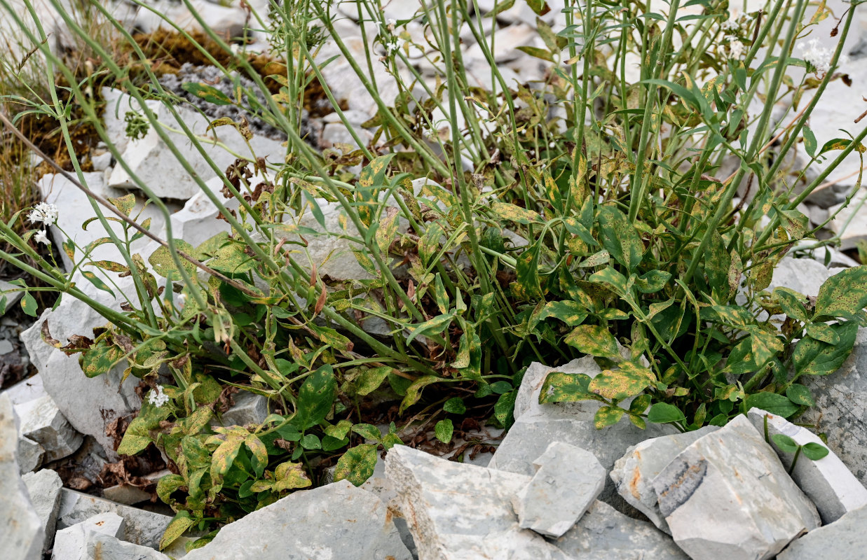 Image of Valeriana cardamines specimen.