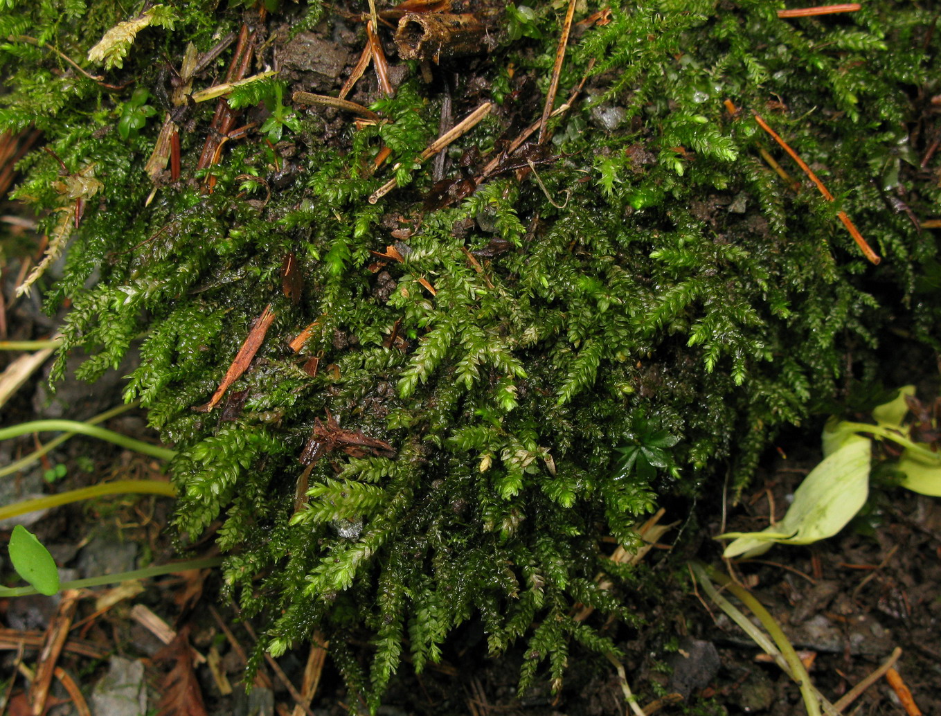 Изображение особи Thamnobryum neckeroides.