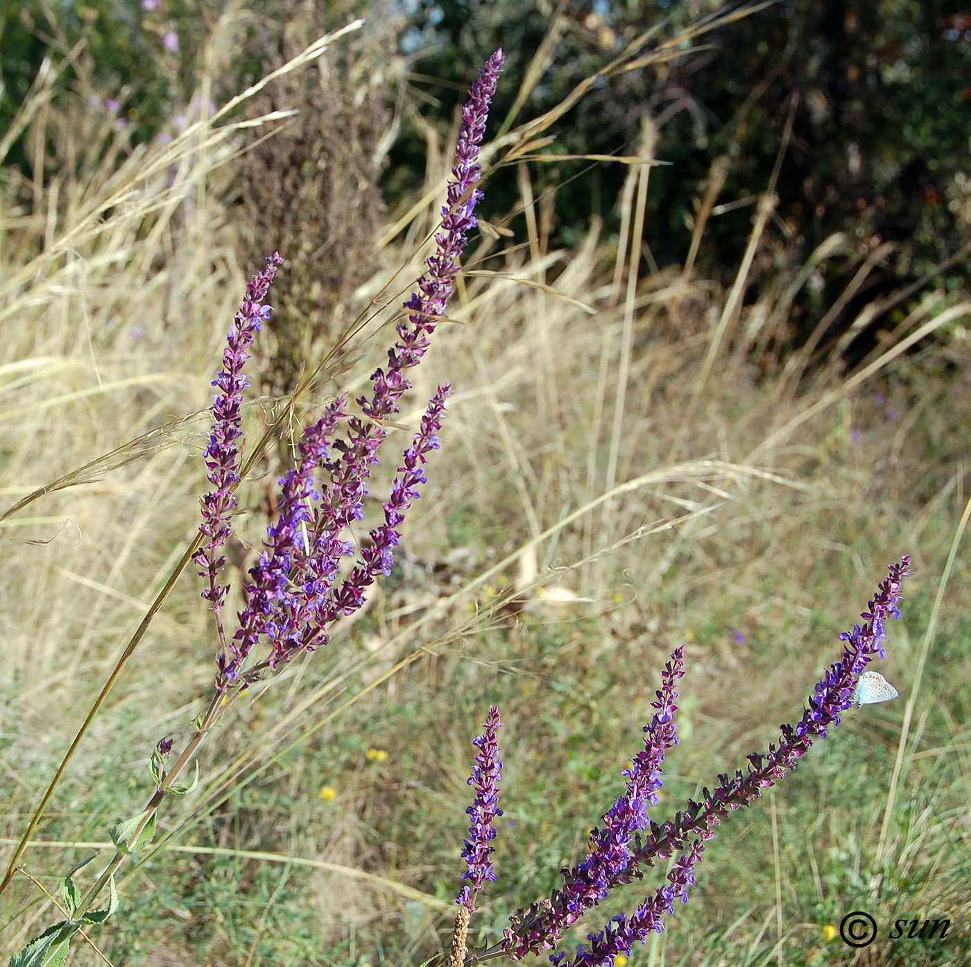 Изображение особи Salvia tesquicola.