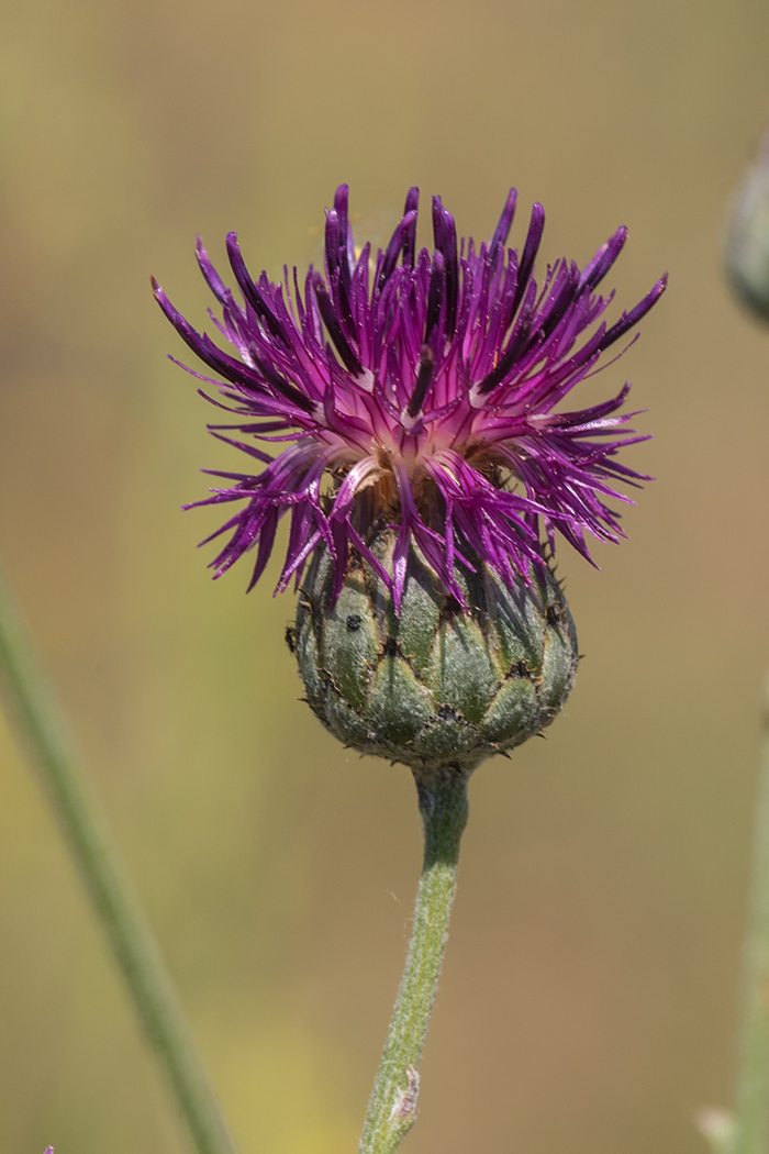 Изображение особи Centaurea adpressa.