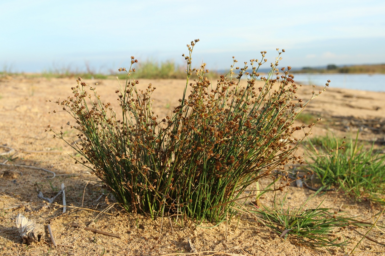 Изображение особи Juncus articulatus.