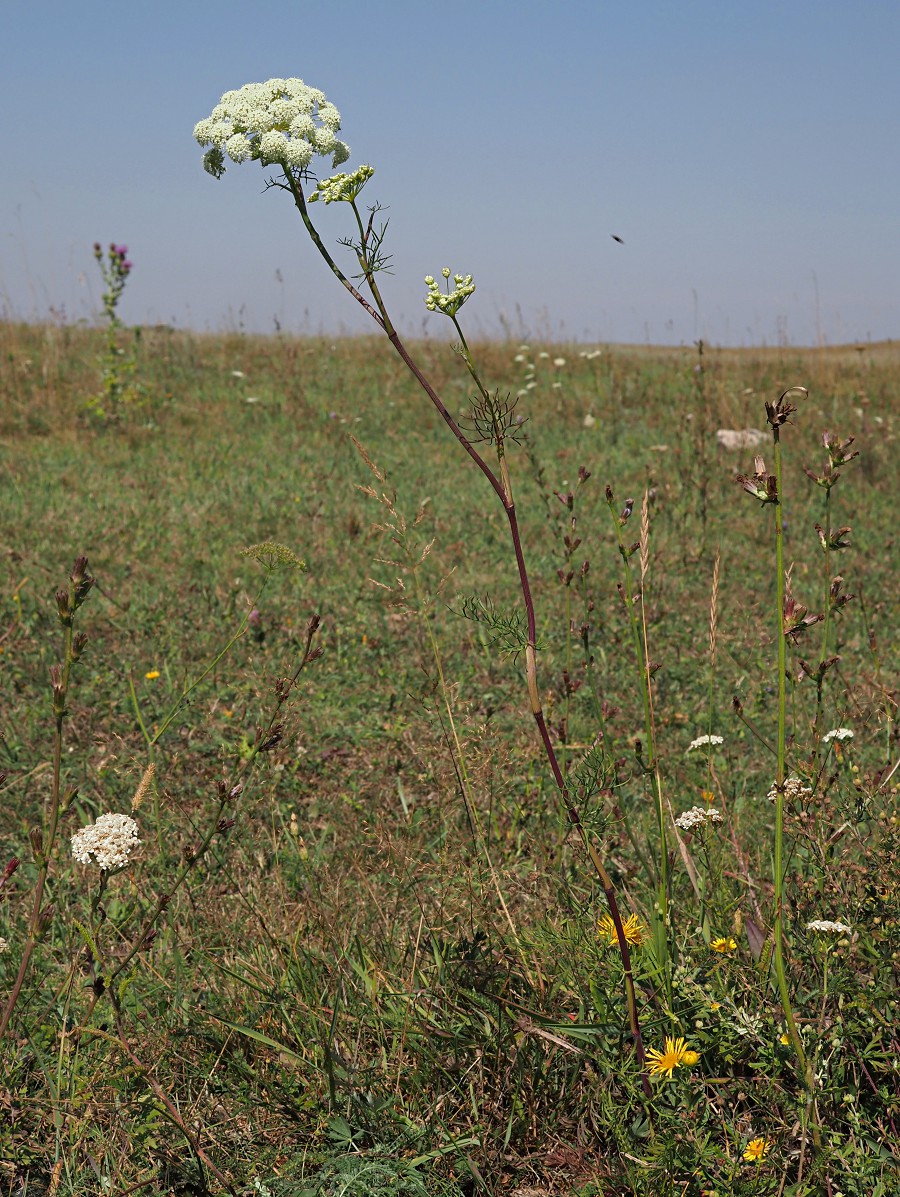 Image of Seseli annuum specimen.