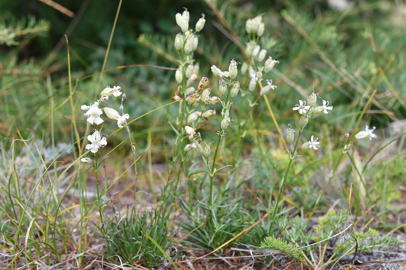 Image of Silene turczaninovii specimen.