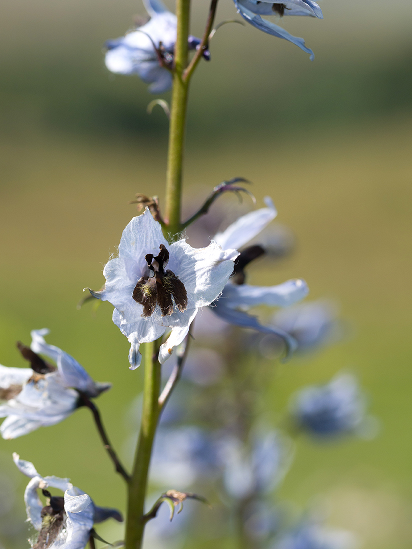 Image of Delphinium flexuosum specimen.