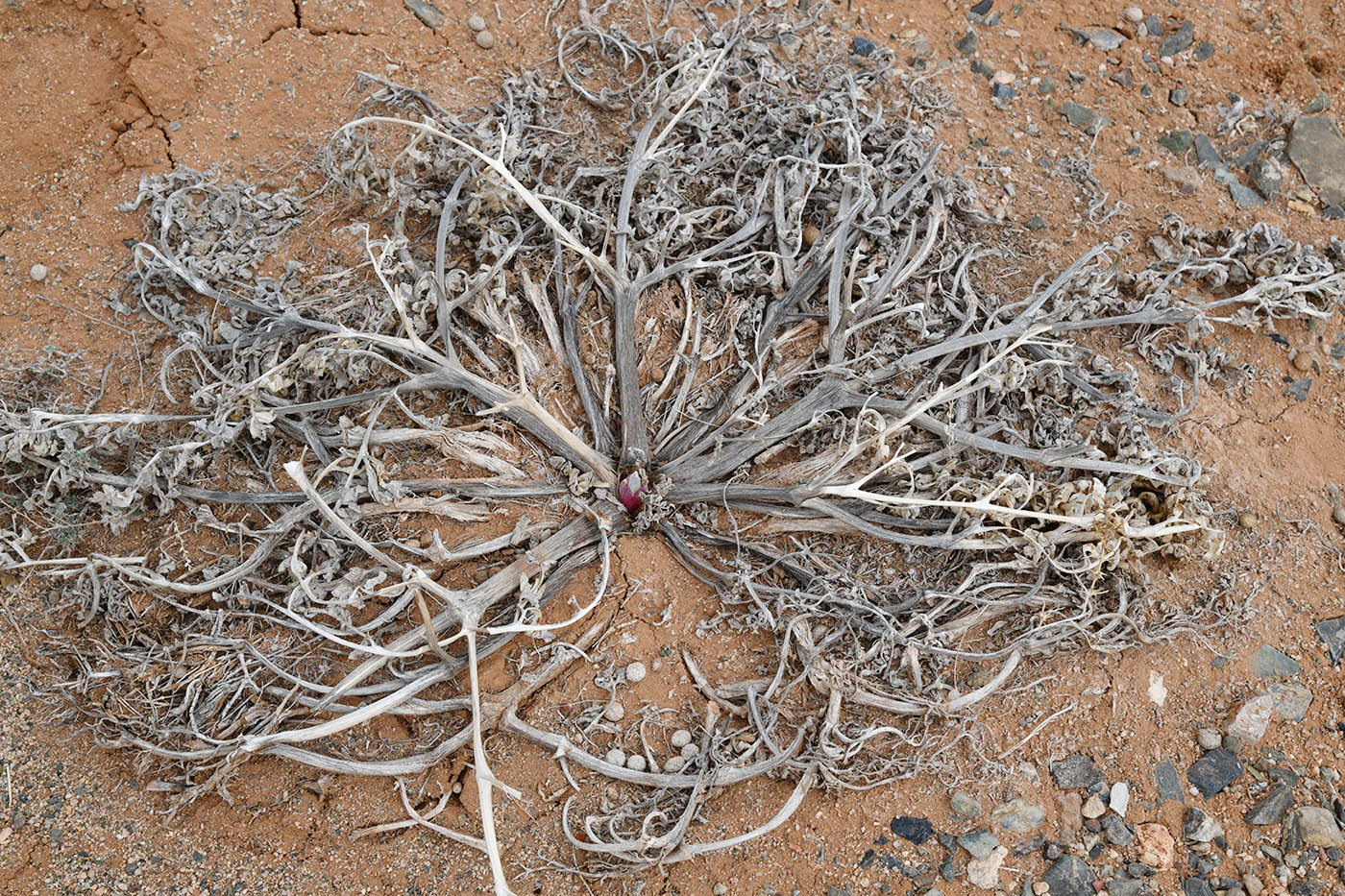 Image of Ferula iliensis specimen.