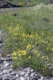 Papaver croceum