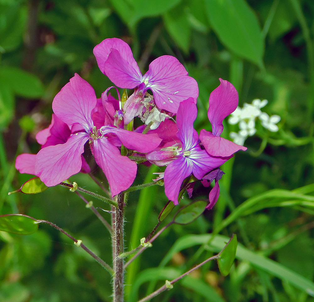 Image of Lunaria annua specimen.