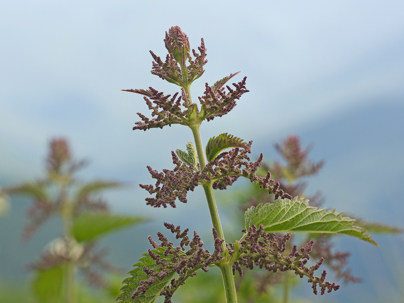 Image of Urtica dioica specimen.