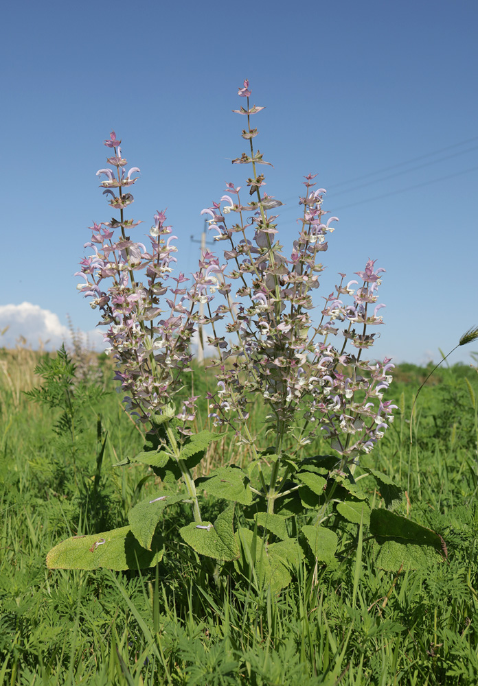 Image of Salvia sclarea specimen.