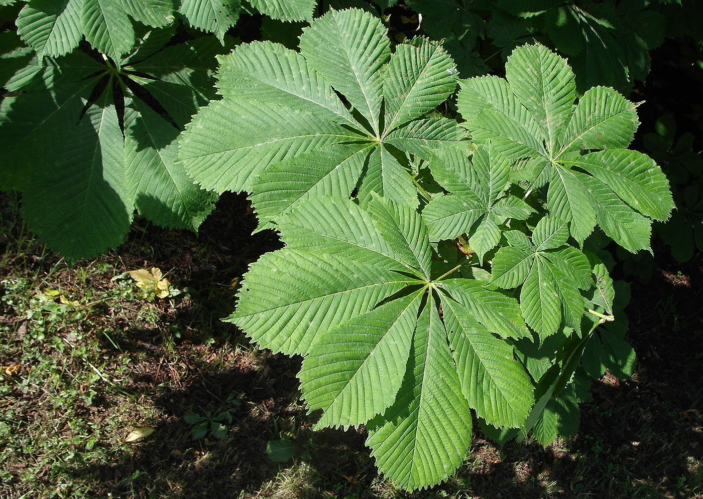 Изображение особи Aesculus hippocastanum.