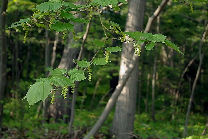 Image of Acer tegmentosum specimen.