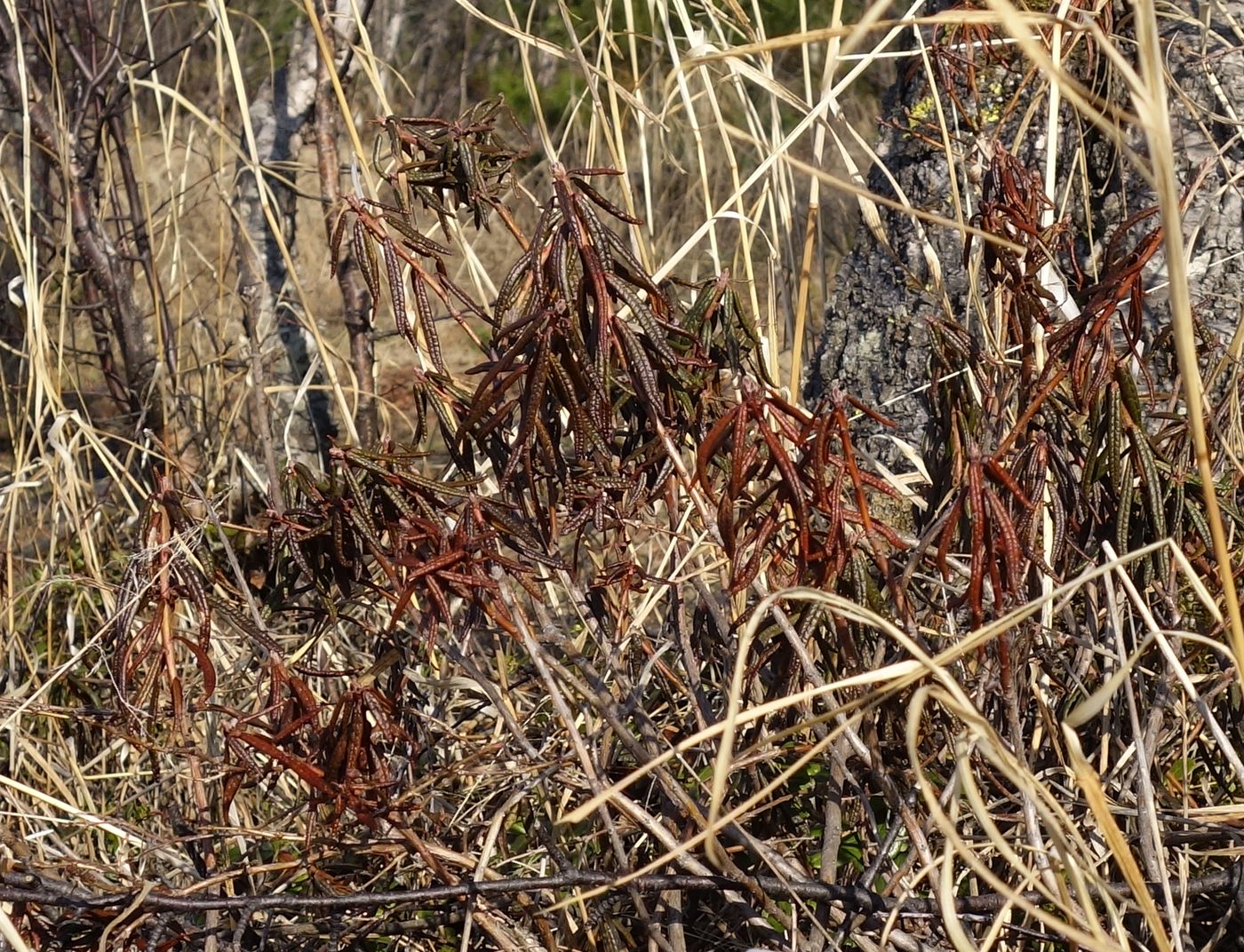 Image of Ledum palustre specimen.