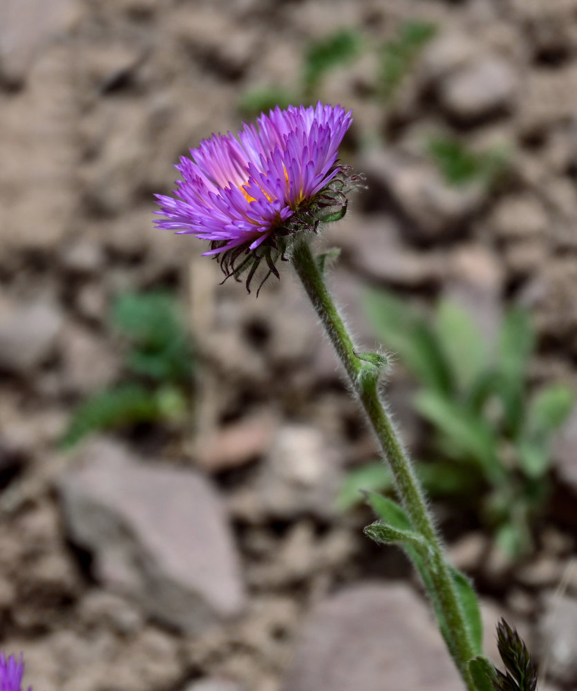 Изображение особи Erigeron allochrous.