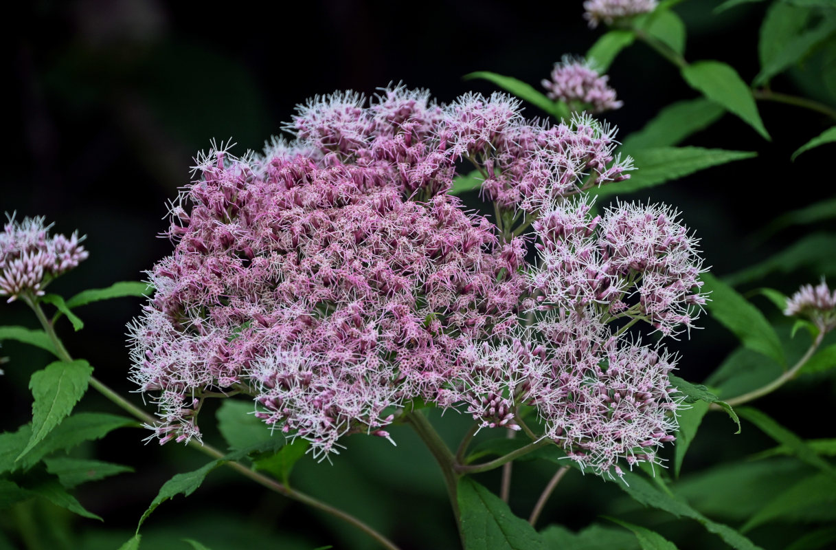 Изображение особи Eupatorium glehnii.