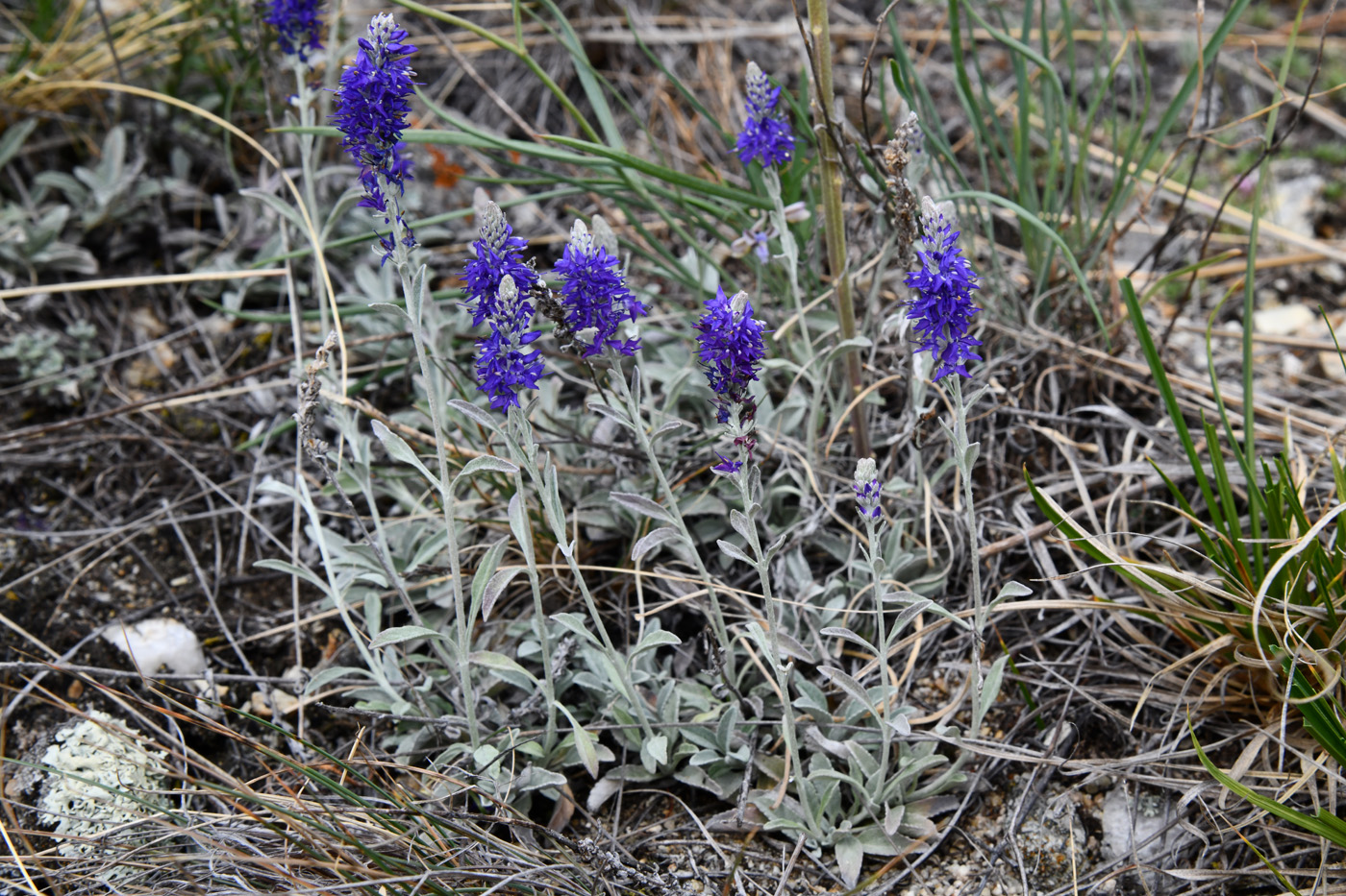 Image of Veronica incana specimen.