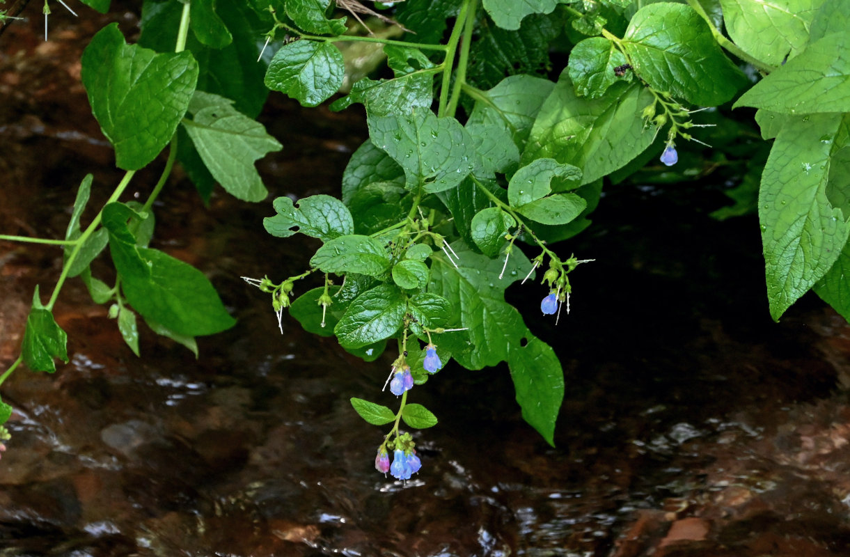 Image of Symphytum asperum specimen.