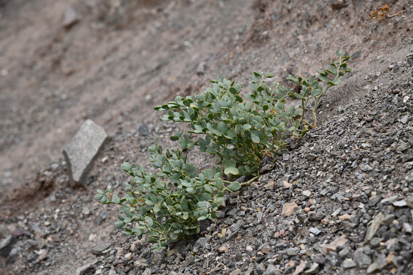 Image of Zygophyllum rosowii specimen.