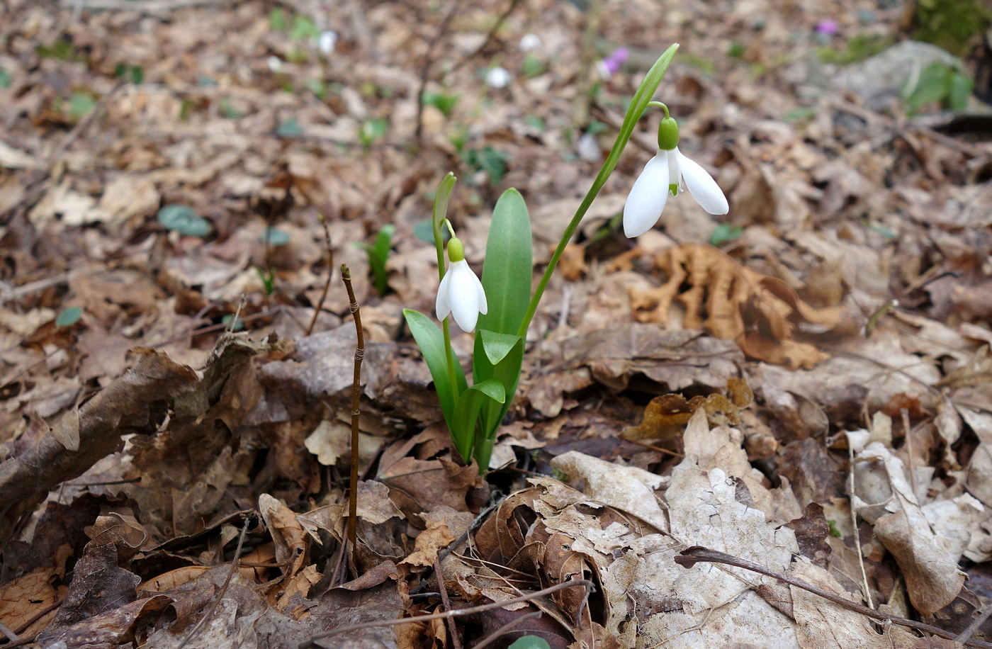 Image of Galanthus woronowii specimen.