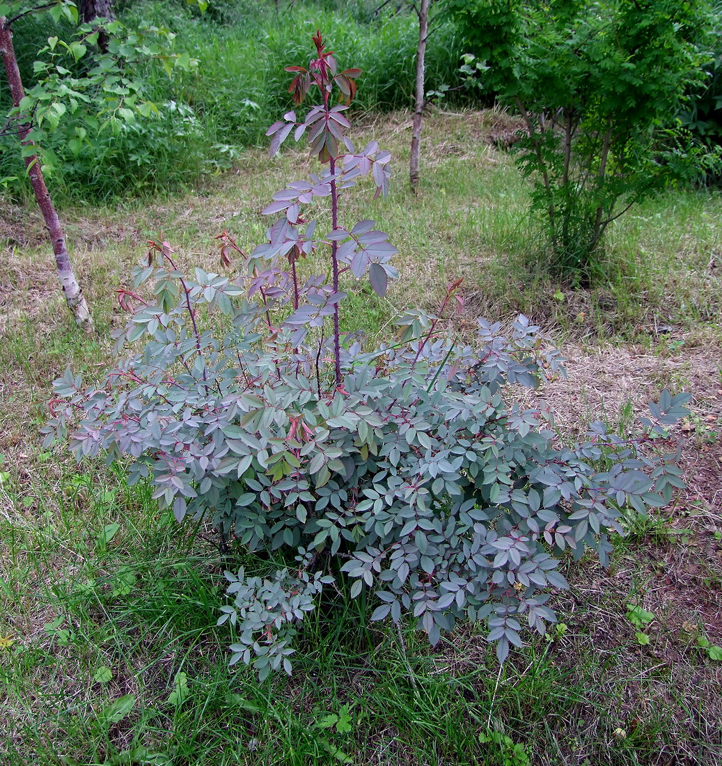 Изображение особи Rosa glauca.