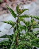 Urtica dioica. Верхушка побега с распускающимися соцветиями. Красноярский край, Шушенский р-н, берег р. Енисей в окр. устья р. Голубая, каменистый склон. 10.06.2022.