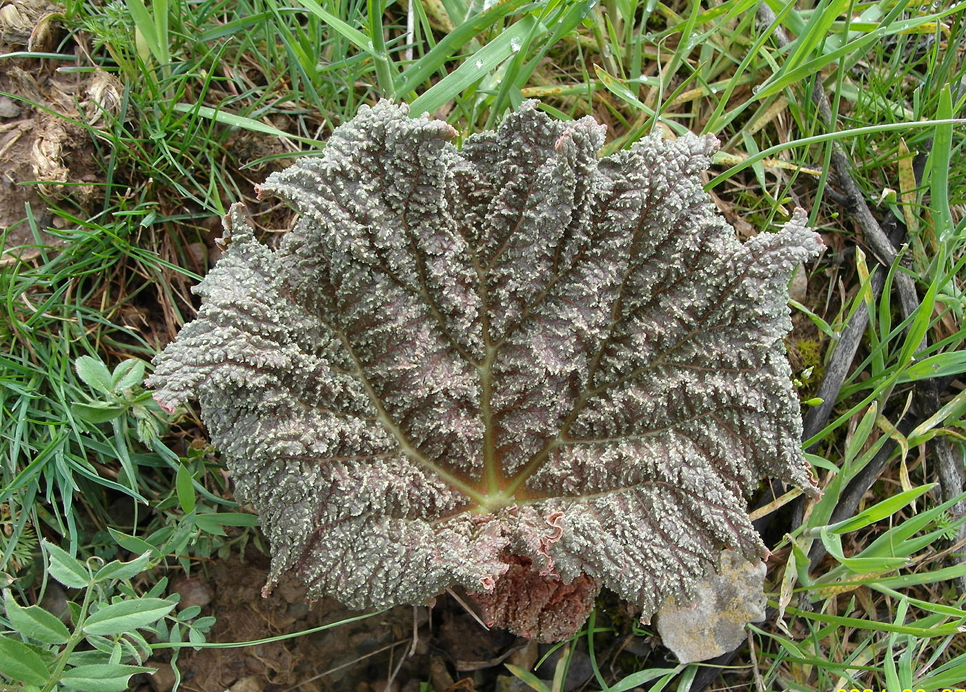 Image of Rheum cordatum specimen.