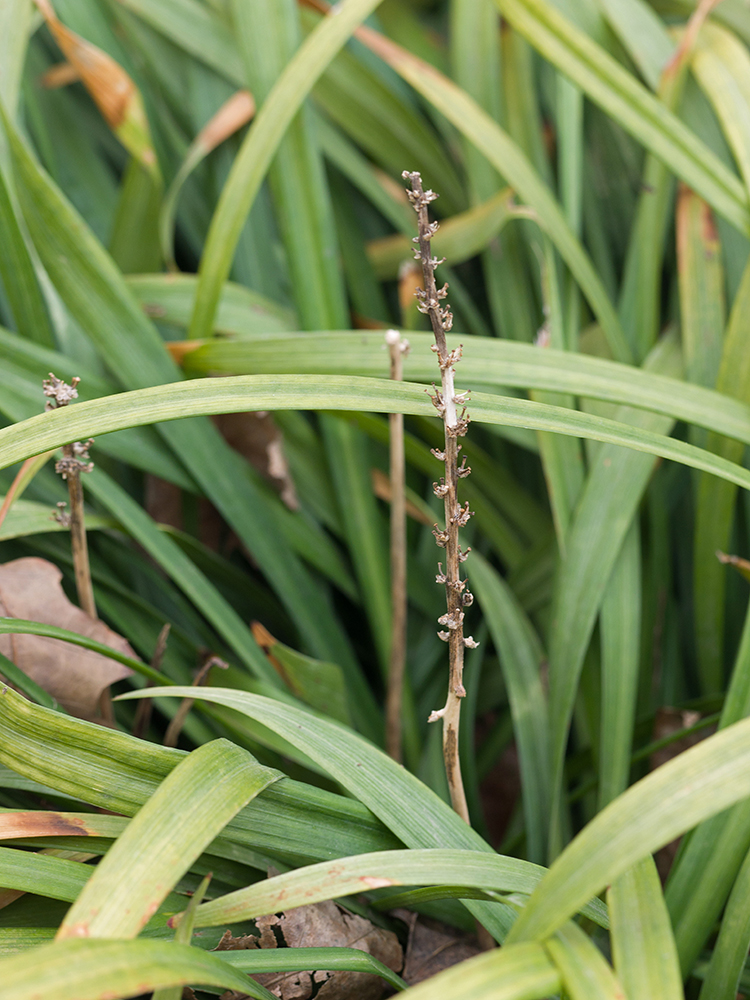 Image of Liriope muscari specimen.