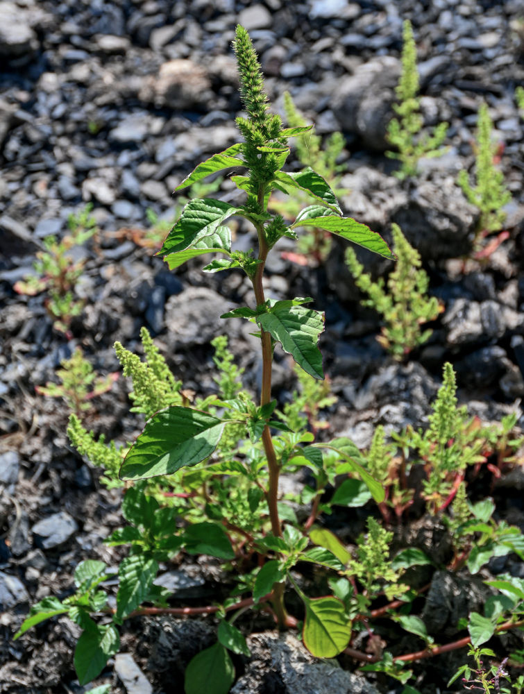 Image of Amaranthus retroflexus specimen.