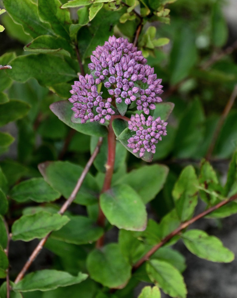 Изображение особи Hylotelephium triphyllum.