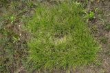 Carex caryophyllea