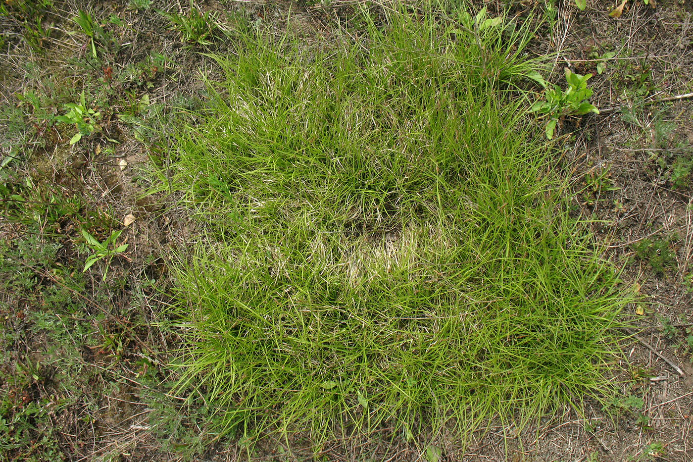 Изображение особи Carex caryophyllea.