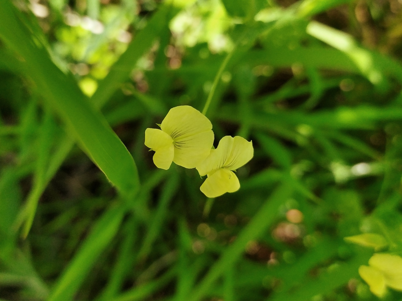 Изображение особи Lathyrus aphaca.