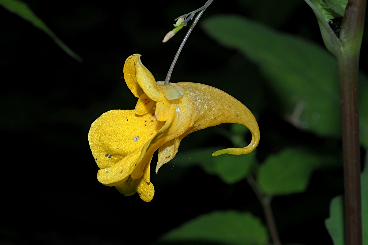 Изображение особи Impatiens noli-tangere.